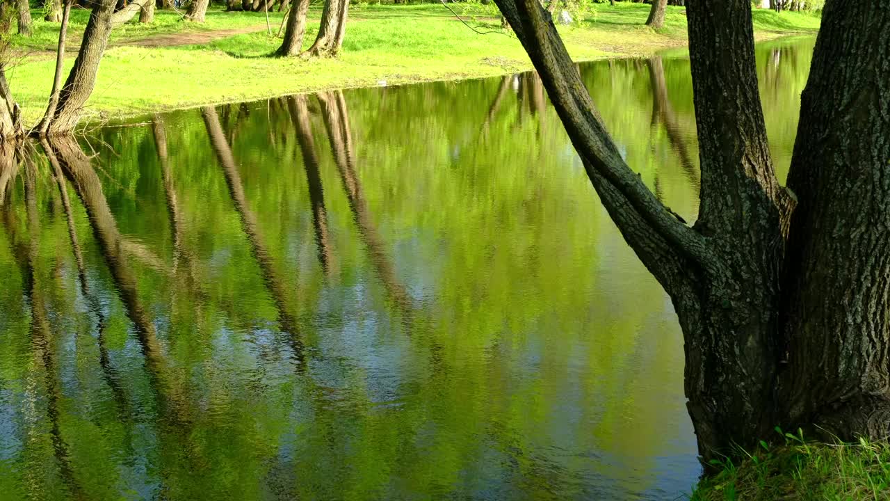 夏日风景在水中的勇敢反映。树木，天空，湖泊视频素材