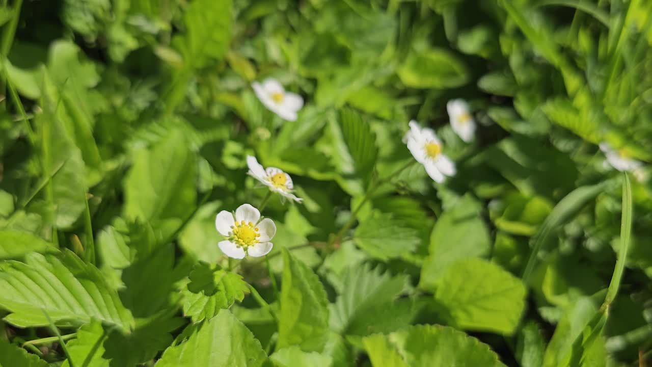 稻草春田里盛开着草莓，花园里开着浆果花视频素材