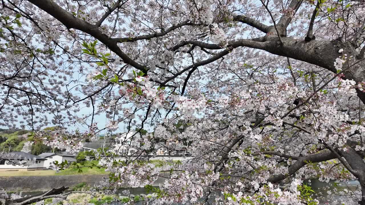 日本每年2月到4月盛开美丽的樱花。在随风摇曳的树上视频素材