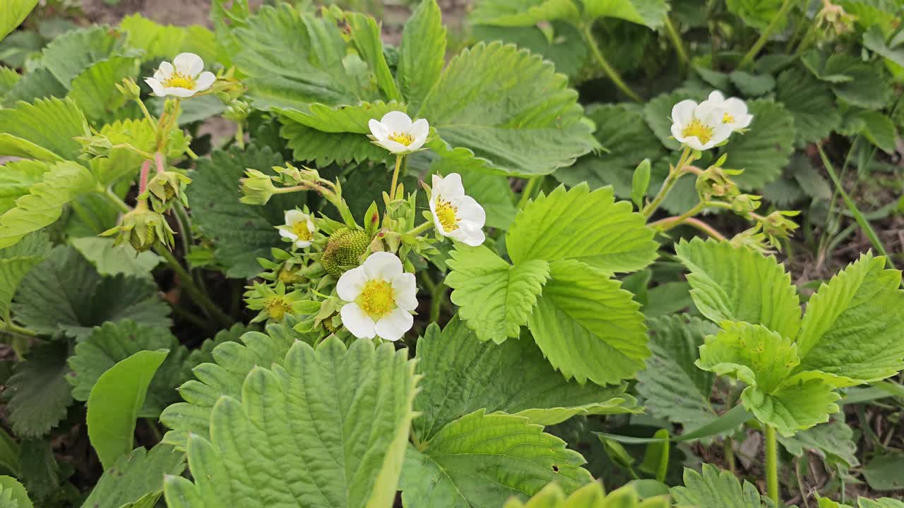 稻草春田里盛开着草莓，花园里开着浆果花视频素材