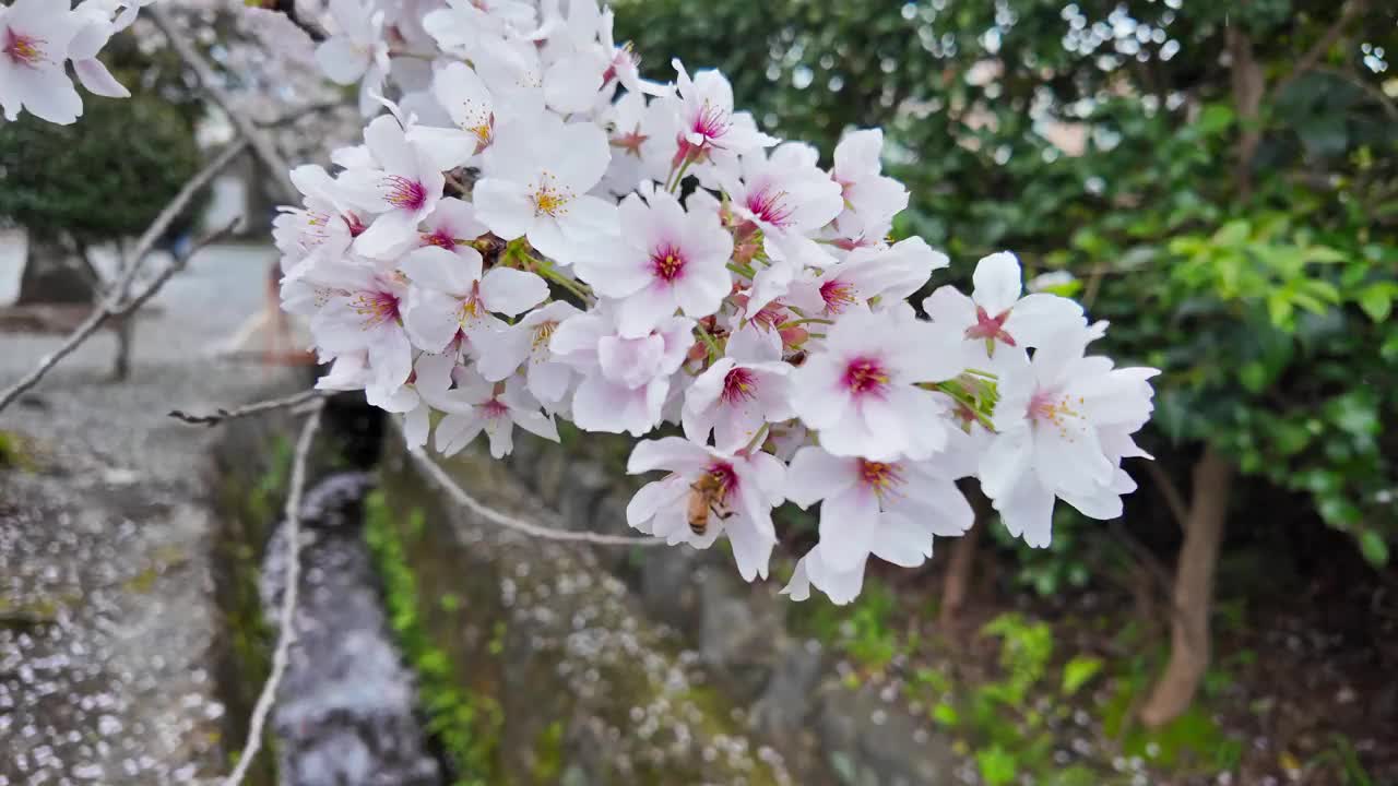 日本每年2月到4月盛开美丽的樱花。在随风摇曳的树上视频素材