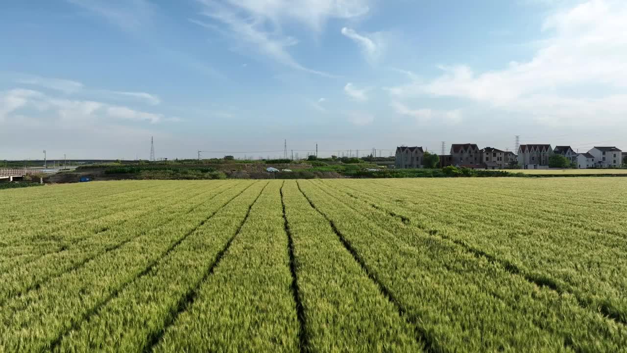 乡下的麦田视频下载