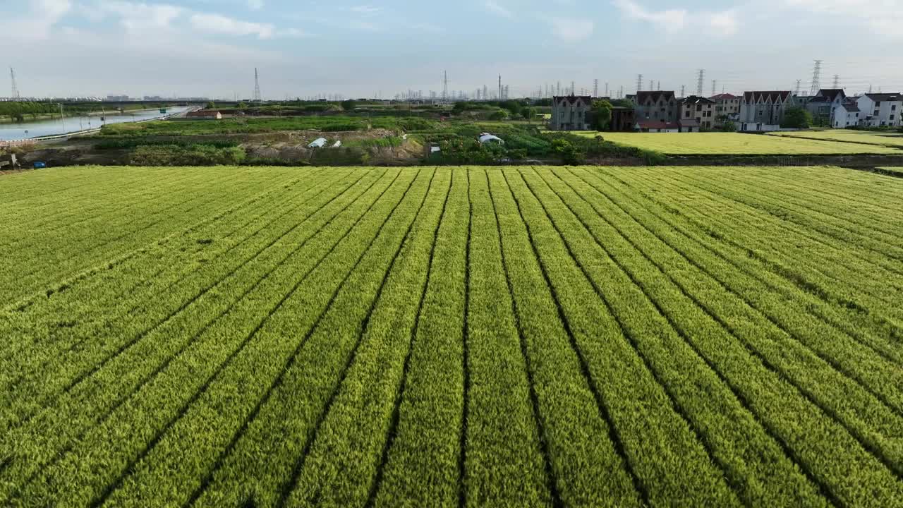 乡下的麦田视频下载