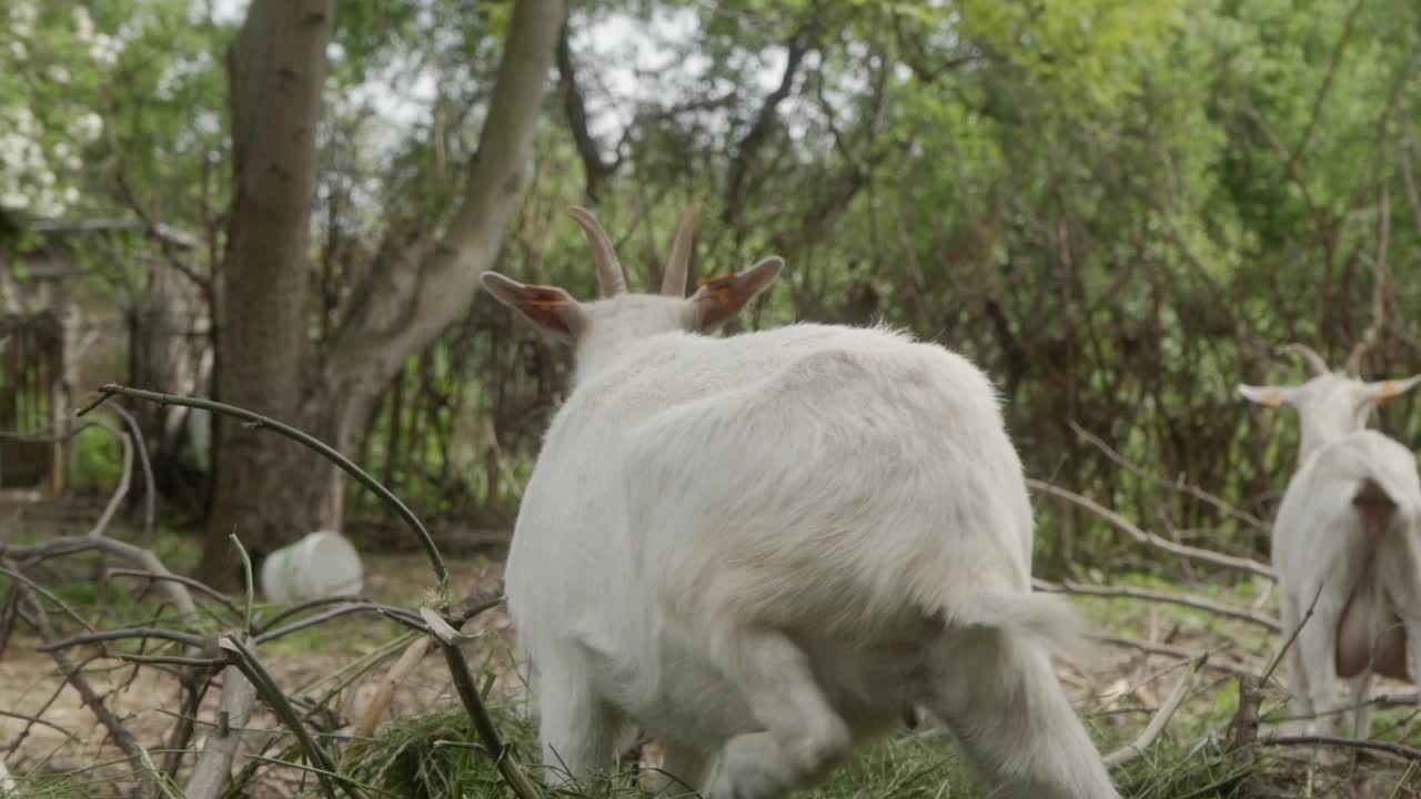 家畜饲养场围栏里的白色家山羊。农村山羊养殖视频素材