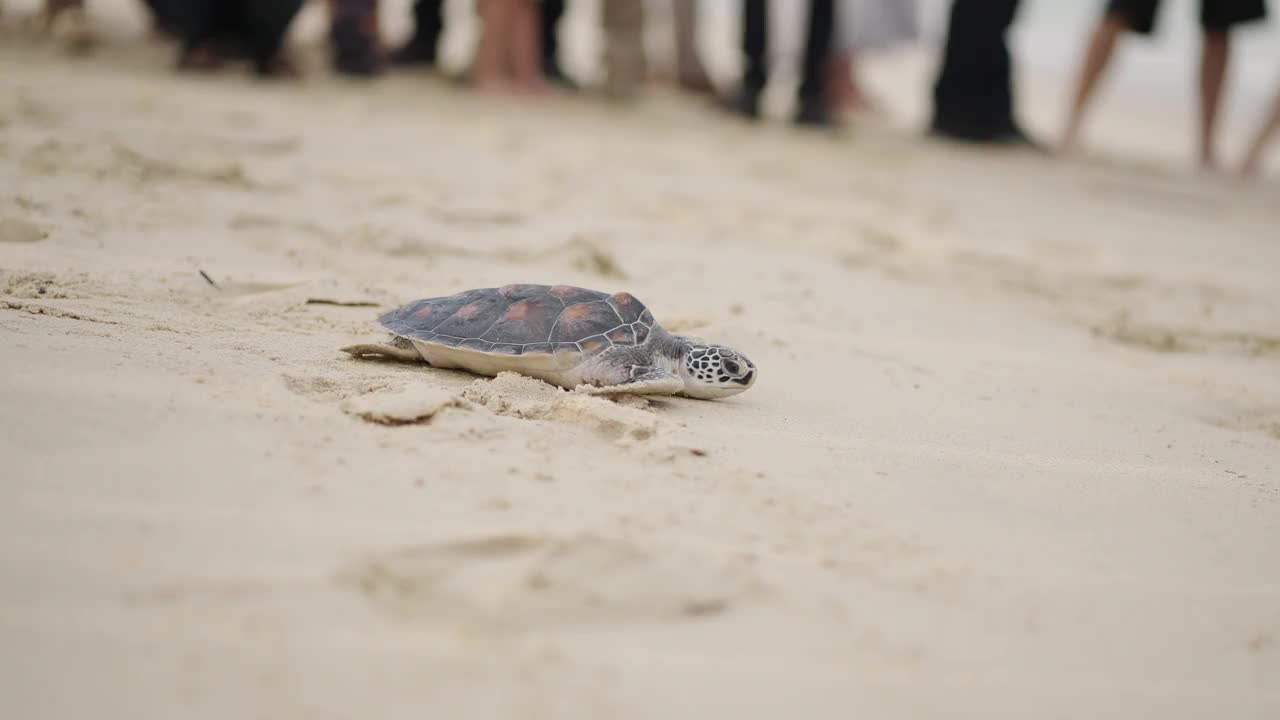 从沙滩到海水中孵化的海龟。视频下载