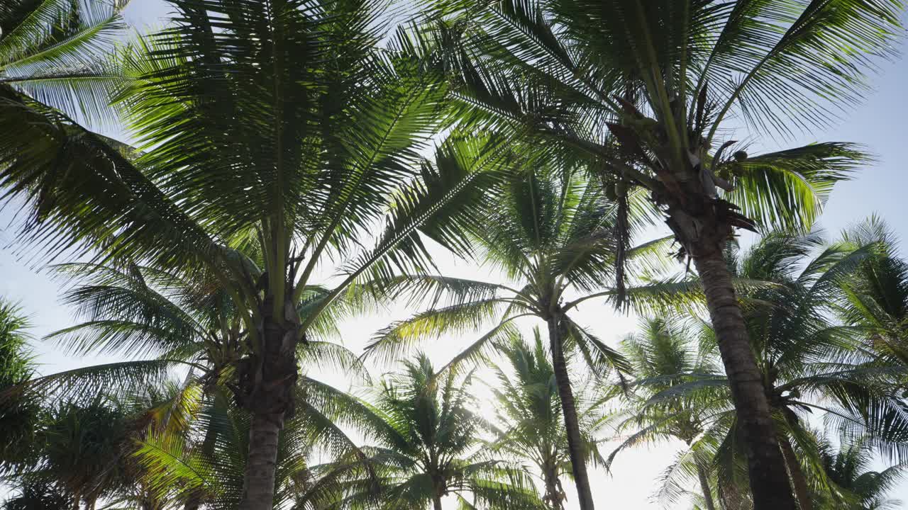 棕榈树排树林夏天天空宽拍。旅游岛仰望阳光下。万向节相机POV拍摄。视频素材