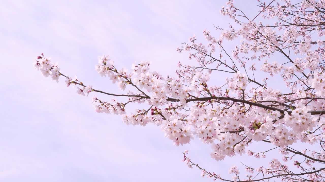 粉红色调的樱花樱花枝在晴朗的天空背景下绽放，春暖花开的季节风吹着樱花枝，美丽的大自然景象樱花枝衬着白色的孤立天空。视频下载