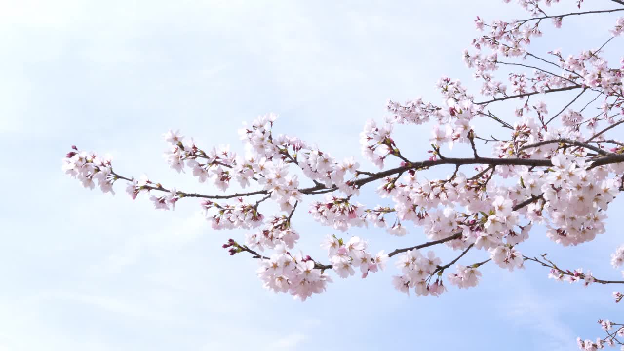 樱花的樱花枝在晴朗的天空背景下绽放，春暖花开的季节风吹着樱花枝，美丽的自然景象樱枝衬着白色的孤立天空。视频下载