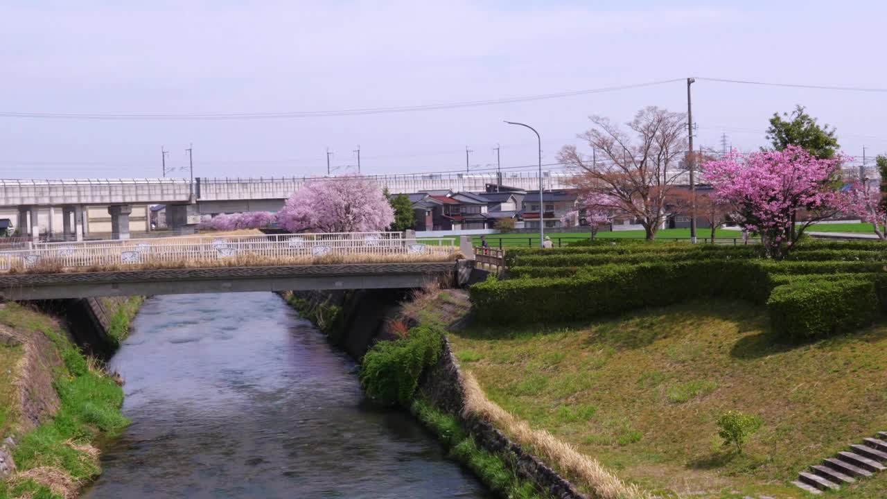 日本三岛町地区，春天的桥上看河面，汽车过桥和老人在桥上散步，美丽的大自然清新的晨樱沿河盛开。视频下载