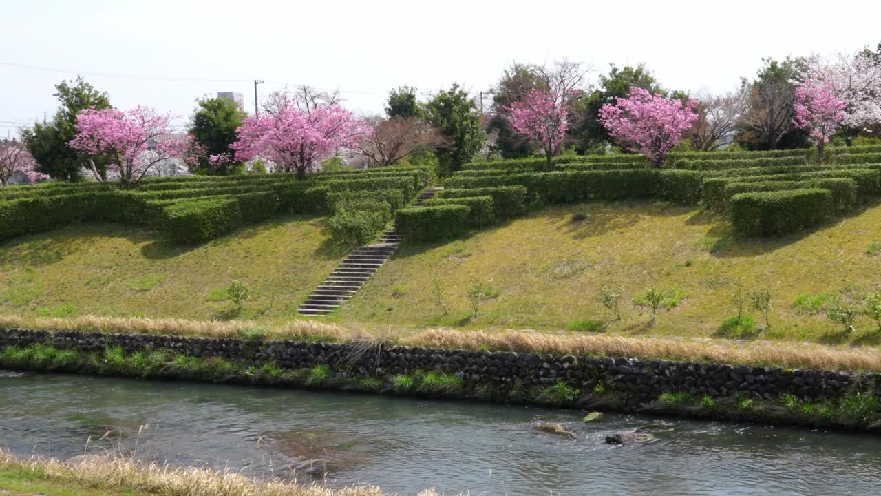 春天的河边公园，美丽的自然和早晨的清新，樱花沿着河盛开，日本三岛町花园地区。视频下载