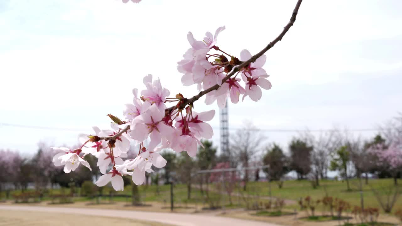 樱花樱花盛开，微风吹拂着公园里的樱花枝，美丽的樱花枝在日本的春天漫过洁白的天空和阳光。视频素材