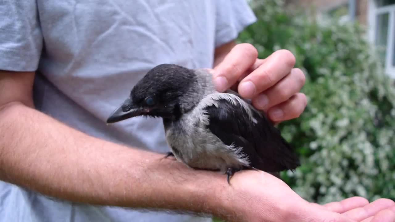 一个白人男子抚摸着一只坐在他胳膊上的可爱的小乌鸦幼崽。视频下载