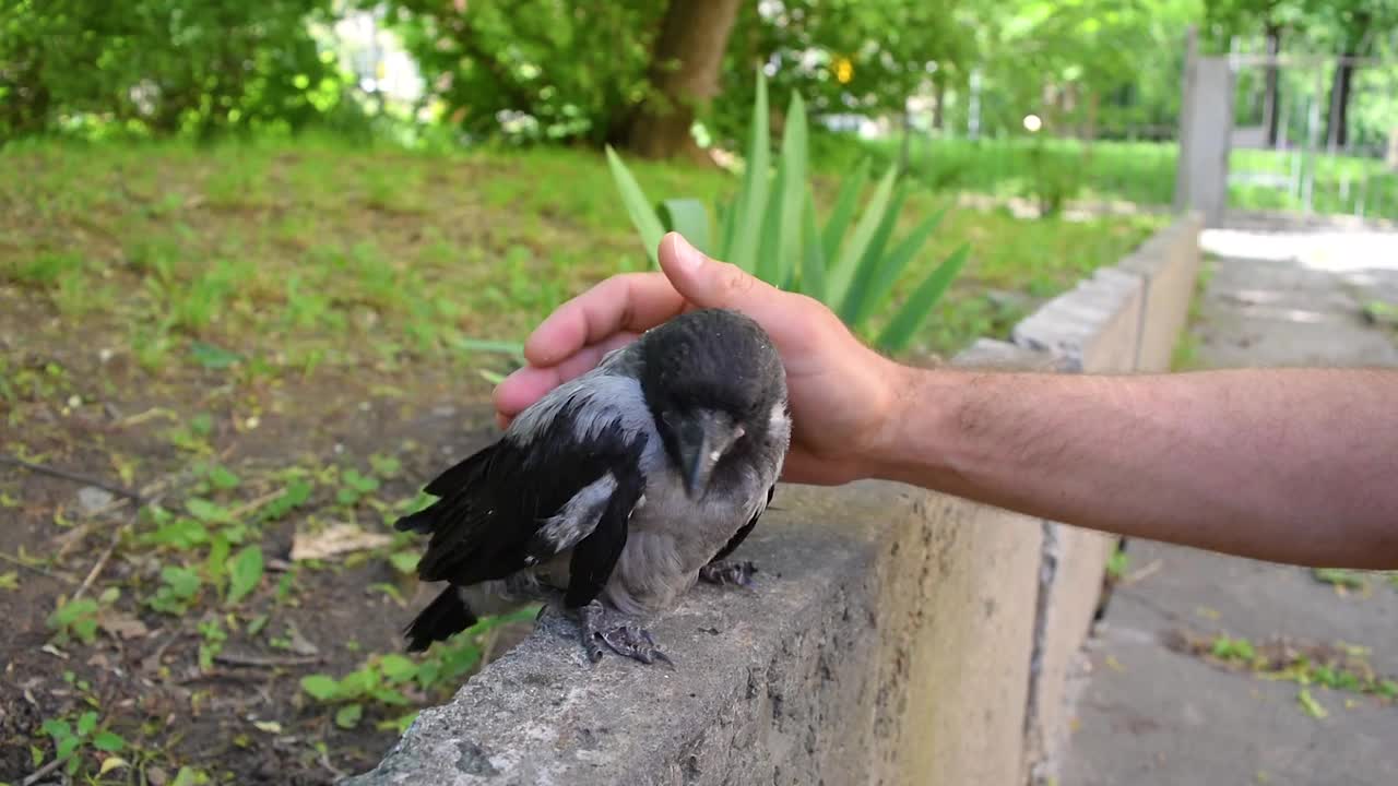 一个男人的手抚摸着一只可爱的小乌鸦幼崽，它坐在前花园的边界上。视频下载