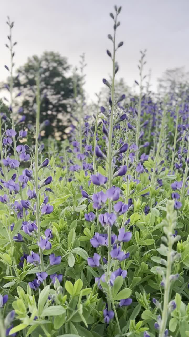 百合花。假靛蓝视频下载