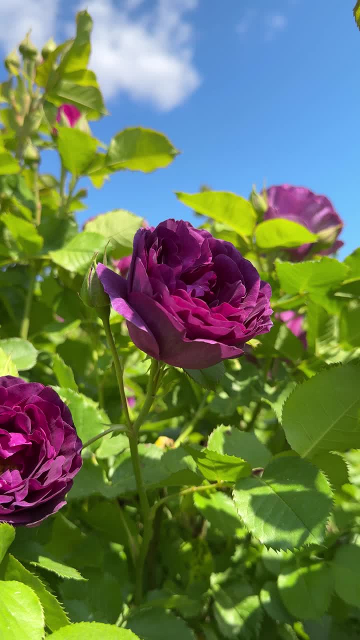 玫瑰花粉紫花丛，垂直视频。视频素材