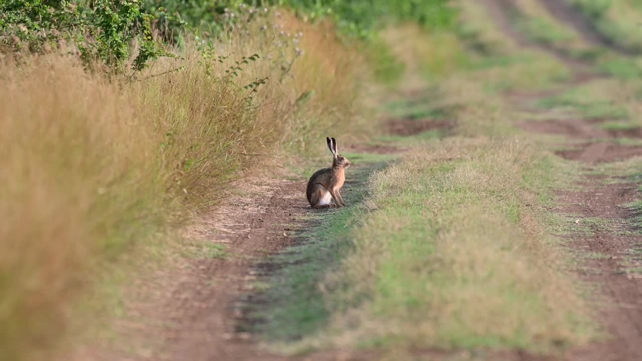 欧洲野兔(Lepus europaeus)，也被称为棕色野兔，正站在一条乡间小路上视频素材