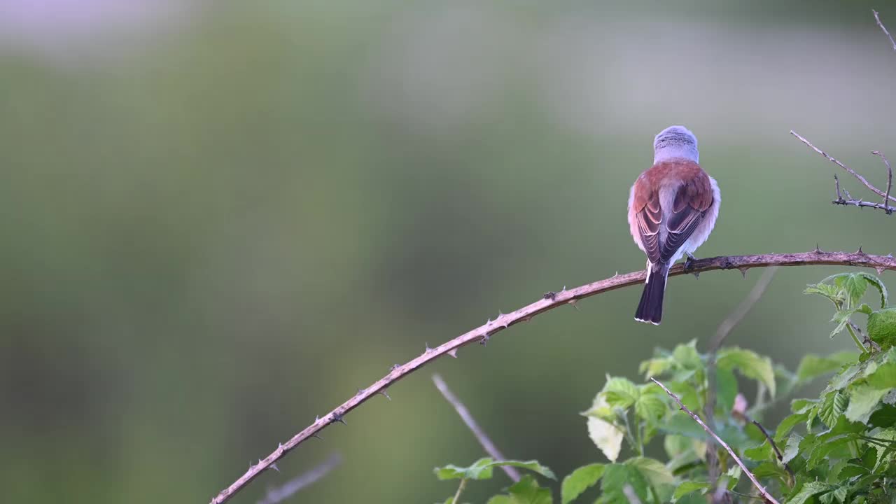 红背伯劳鸟(Lanius collurio)，美丽的绿色背景。视频素材