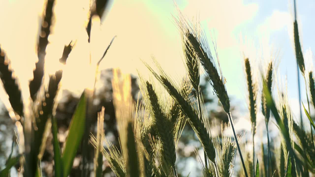 晴空下生机盎然的田野里绿色的麦穗特写。盛夏，绿油油的麦田，黄金时刻的辉煌视频素材