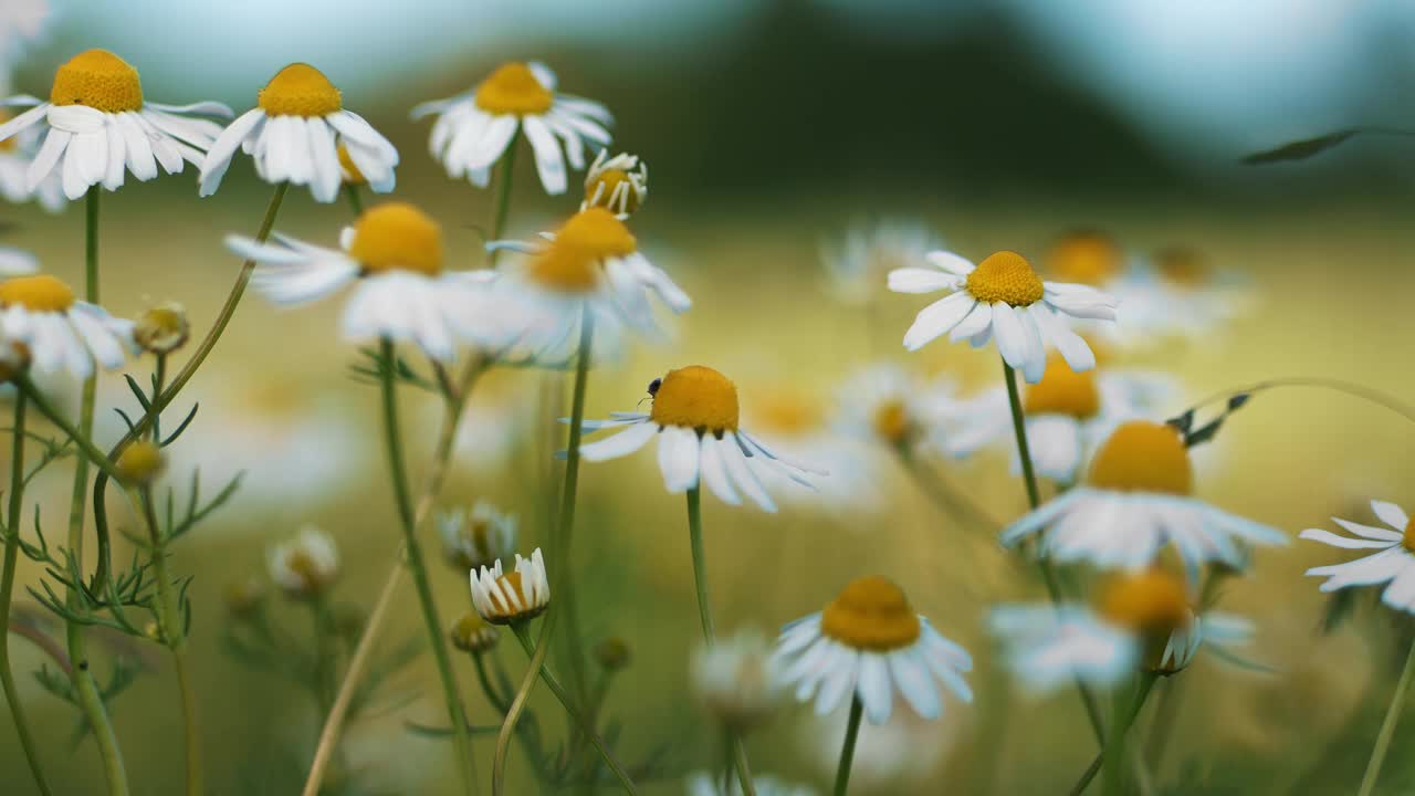 宁静的夏日草地:雏菊和小甲虫的特写视频素材