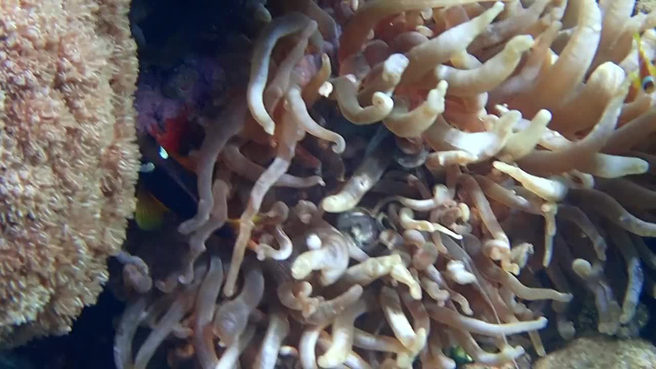 小丑鱼(Amphiprion bicinctus)与海葵共生，栖息在珊瑚礁中视频素材