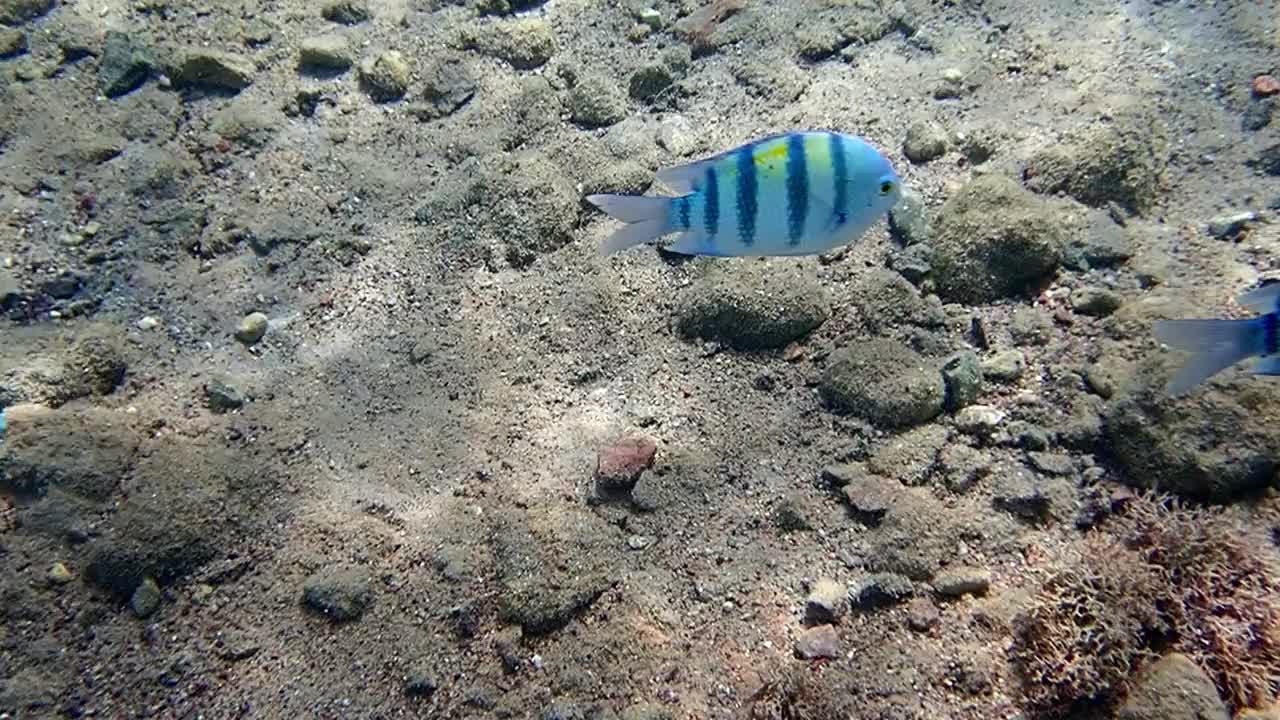 在红海的沙底上游泳的军士长学校特写视频素材