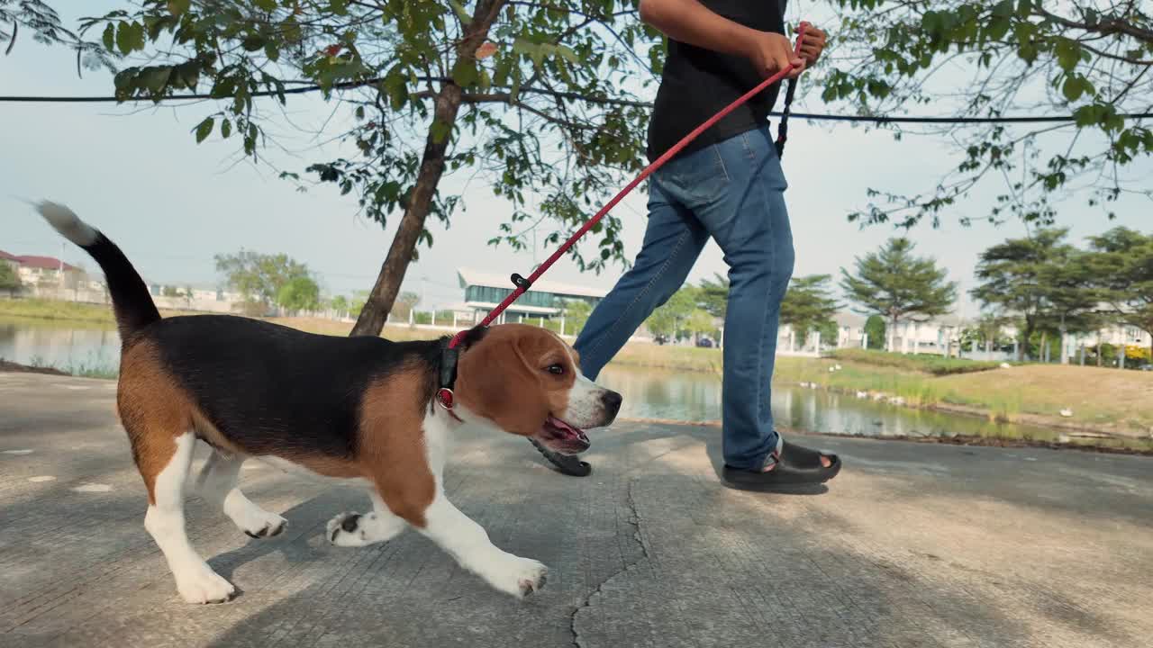 宠物主人和小猎犬在公园里散步、跑步、玩耍。慢镜头视频素材