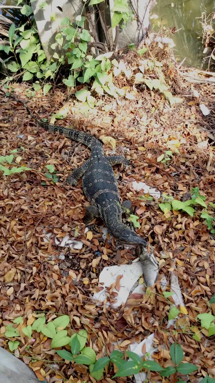 常见的水监视器，Varanus salvator，外来动物，科莫多龙，蜥蜴，爬行动物，龙，科莫多，鳄鱼视频素材