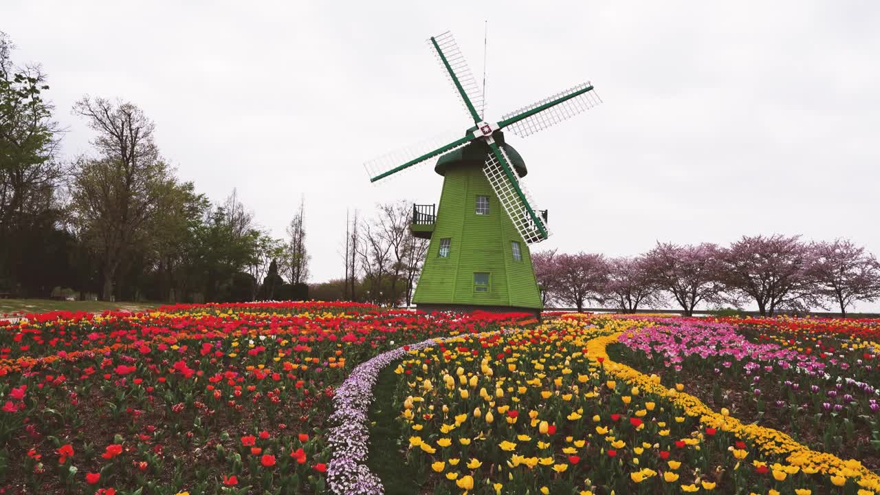 郁金香花园的风车视频素材