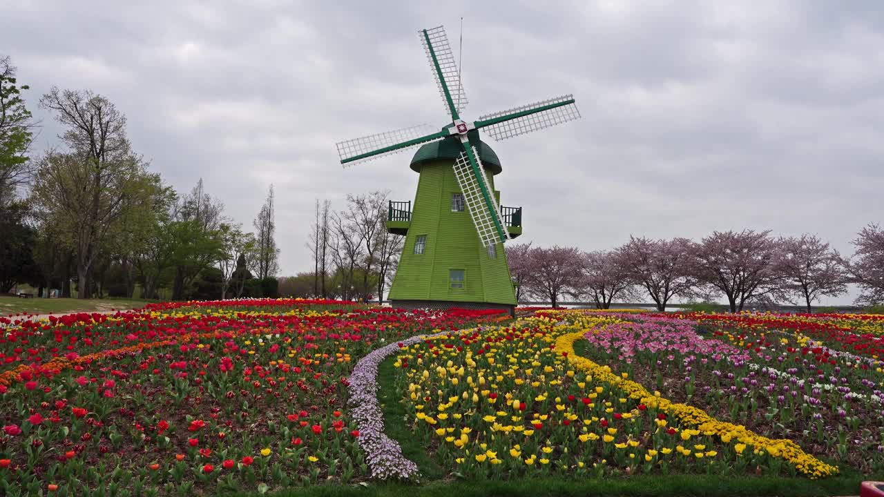 郁金香花园的风车视频素材