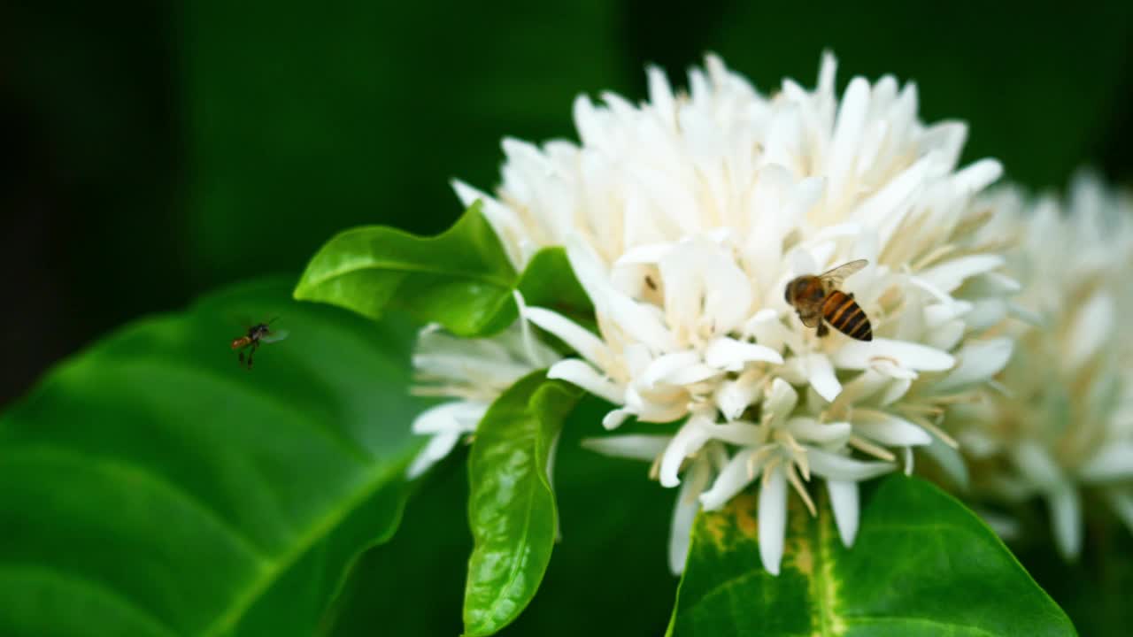 罗布斯塔咖啡花上的无刺蜜蜂和蜜蜂视频素材