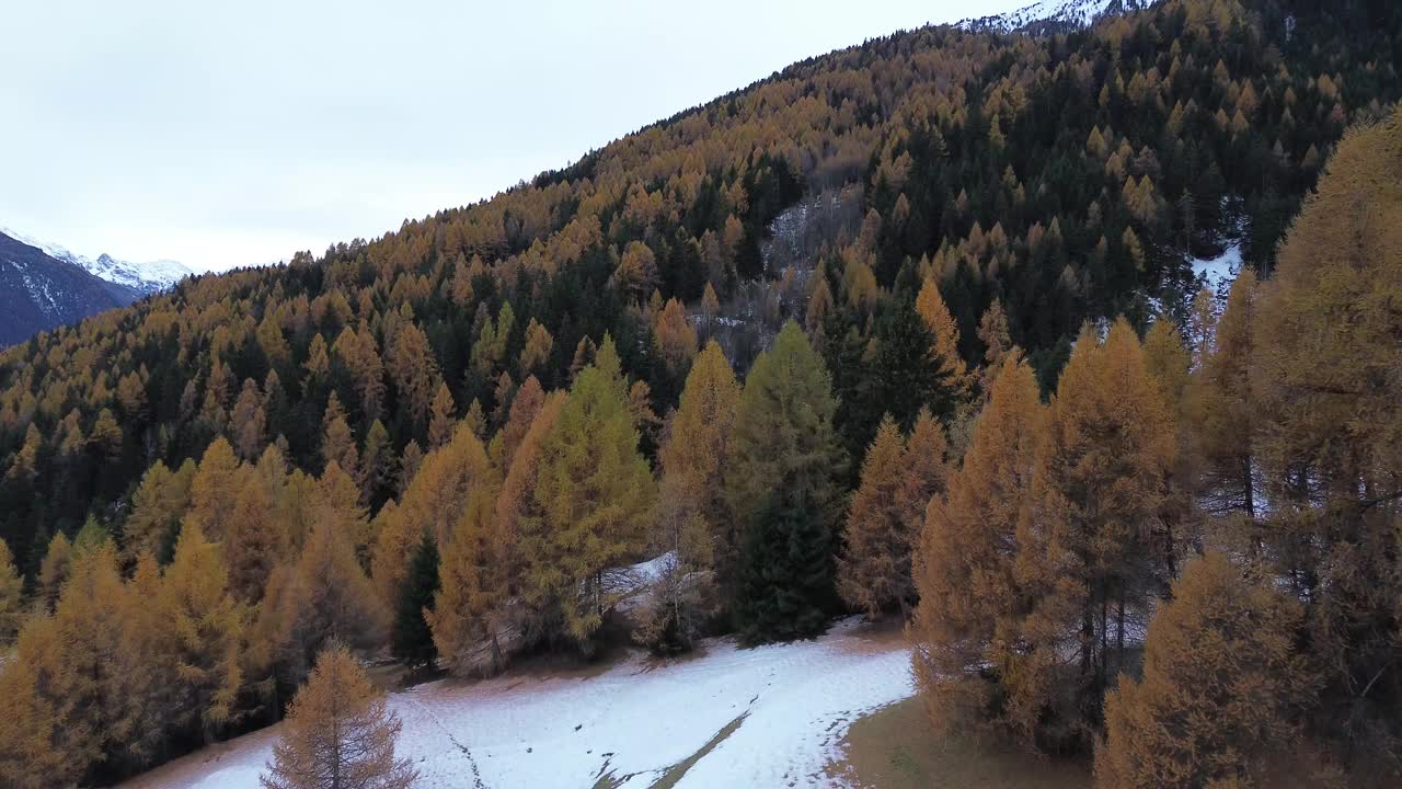 飞越意大利阿尔卑斯山的松树视频素材