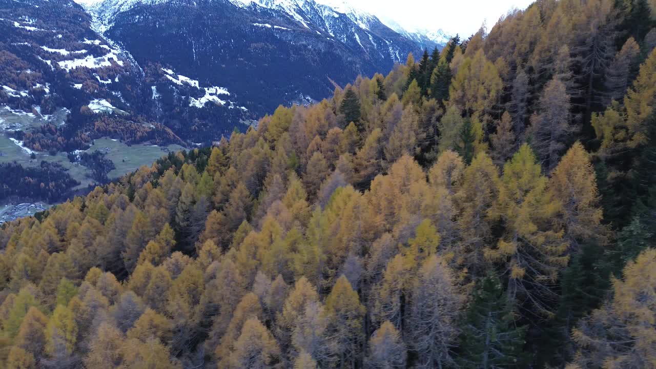 飞越意大利阿尔卑斯山的松树视频素材