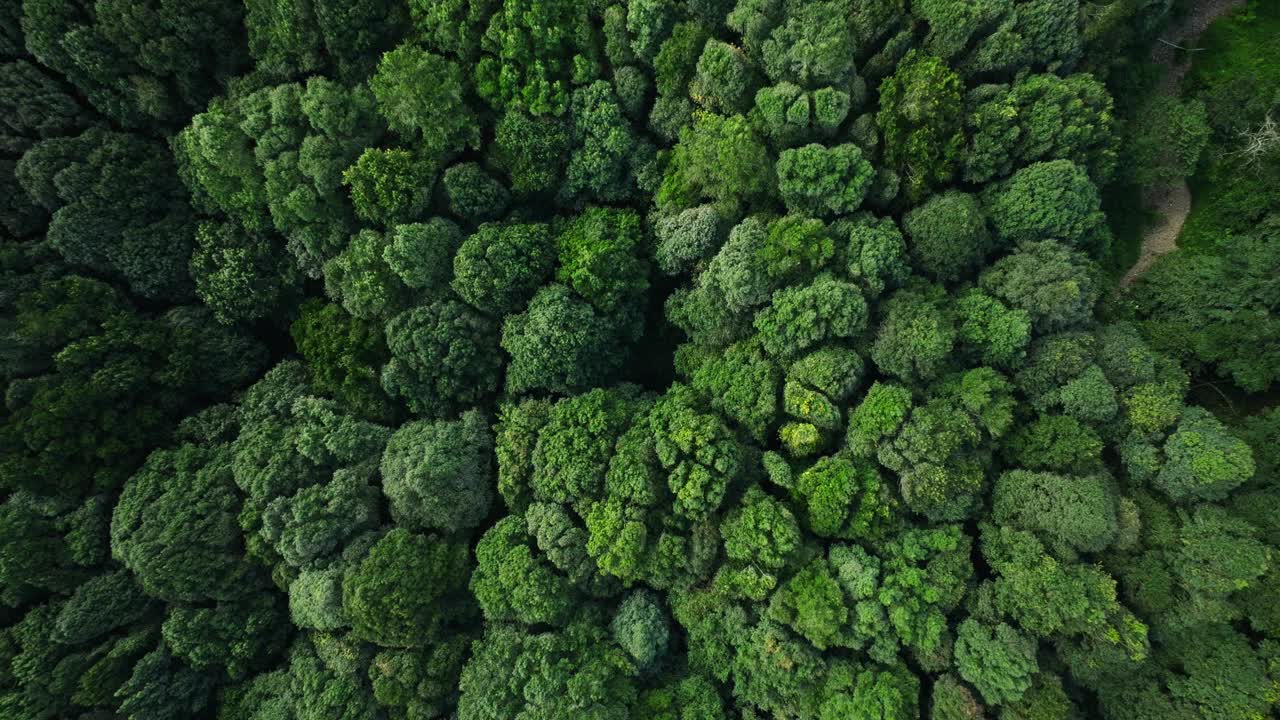 鸟瞰图，郁郁葱葱的绿色森林，树木茂密，植被茂密视频素材