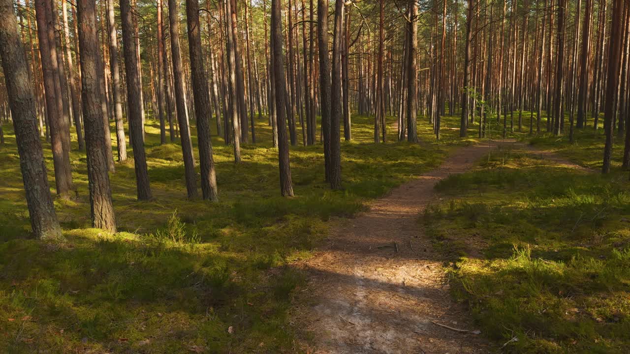 夏季森林徒步旅行:徒步穿越风景如画的森林，那里有大量的冷杉树和松果视频素材