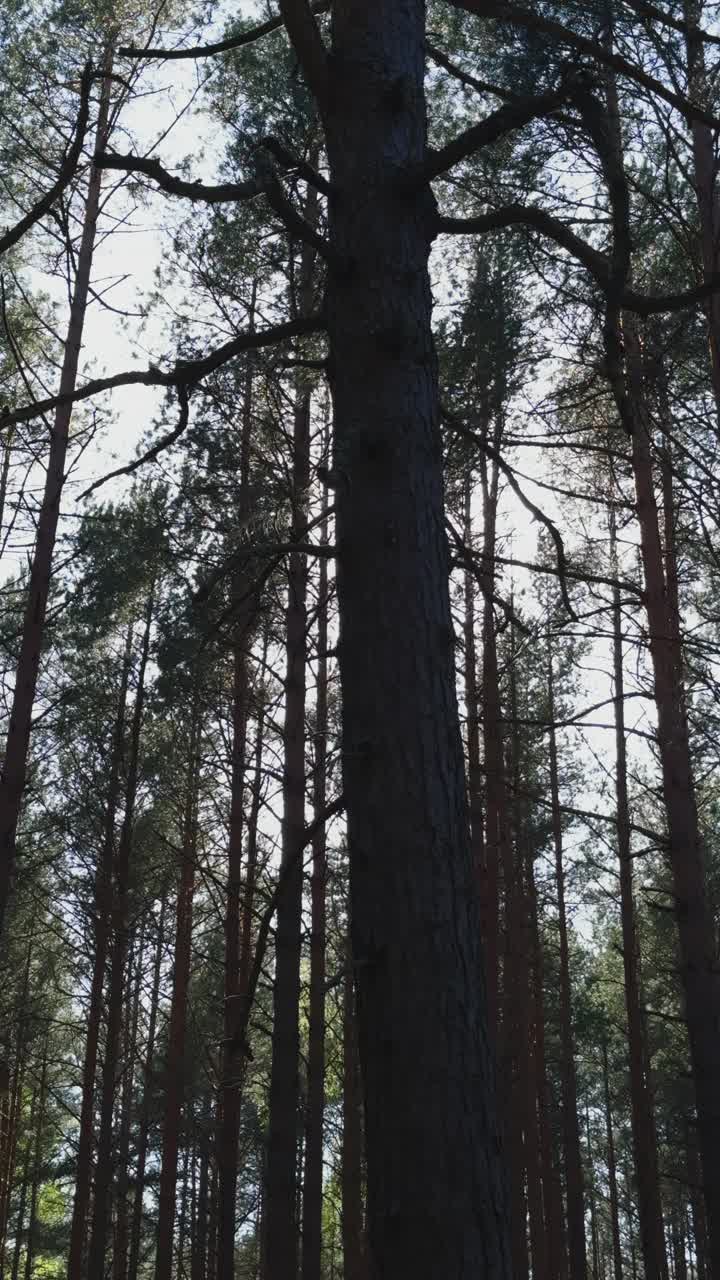 郁郁葱葱的常绿森林，树叶茂密，树木高大，树枝扭曲视频素材