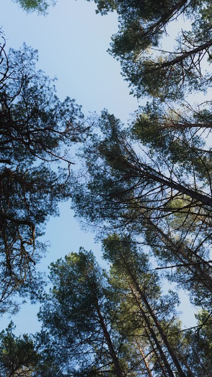 在晴朗的蓝天下凝视着森林里的常青树视频素材