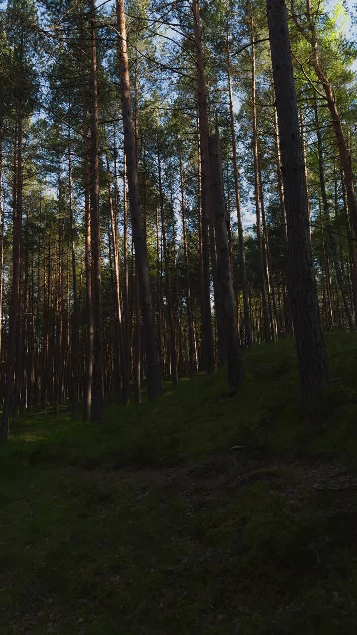 阳光透过树木在温带森林景观视频素材