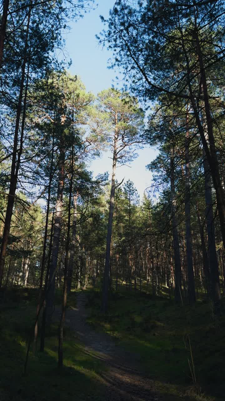 阳光透过森林中的树木，创造了美丽的自然景观视频素材