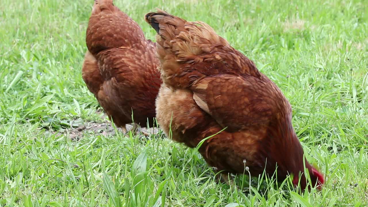 小农场里的母鸡。视频下载