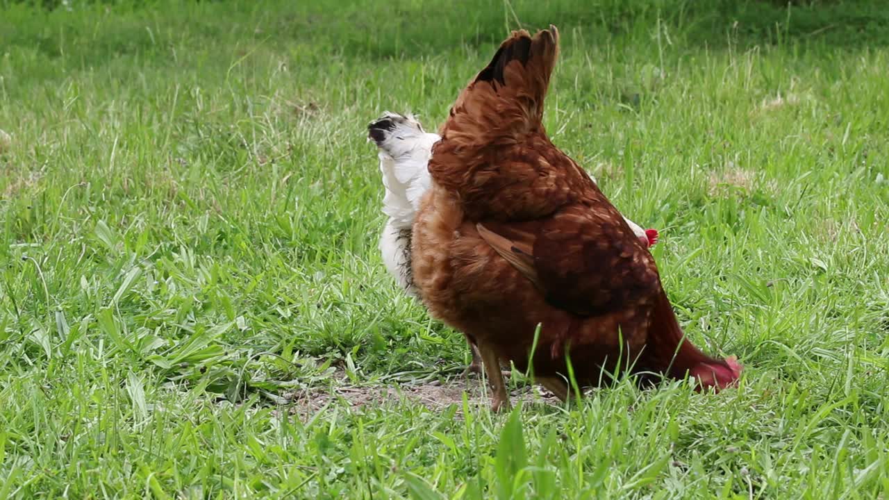 小农场里的母鸡。视频下载