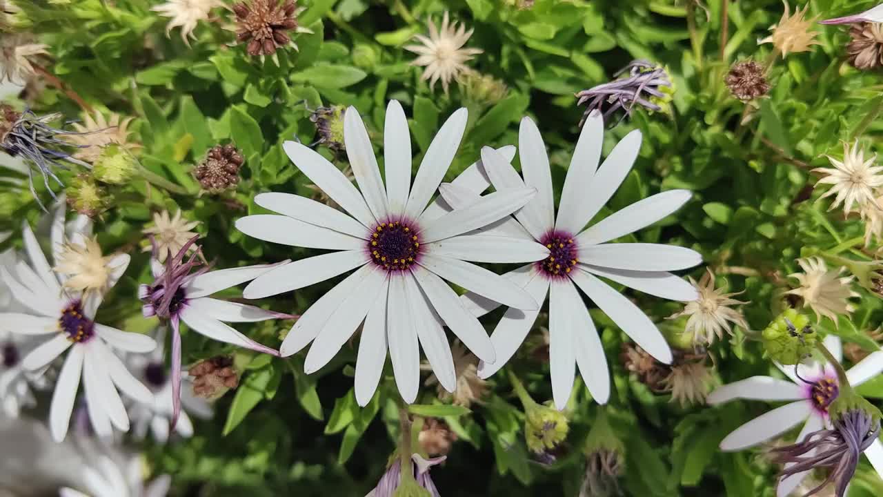 美丽的白色花朵特写图片植物美丽的大自然特写图片花园白色的花朵。视频下载