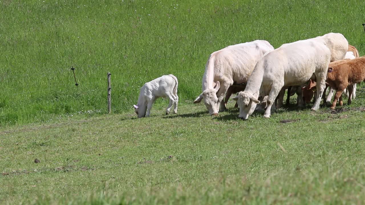 牛吃草。视频素材