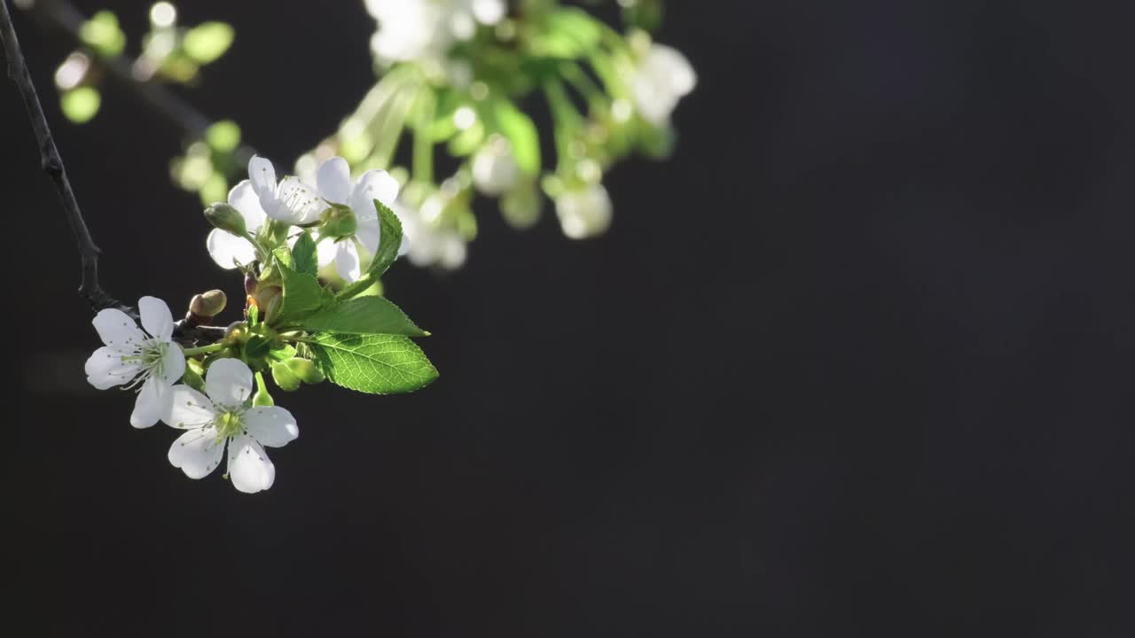 黑色背景上的樱花视频素材