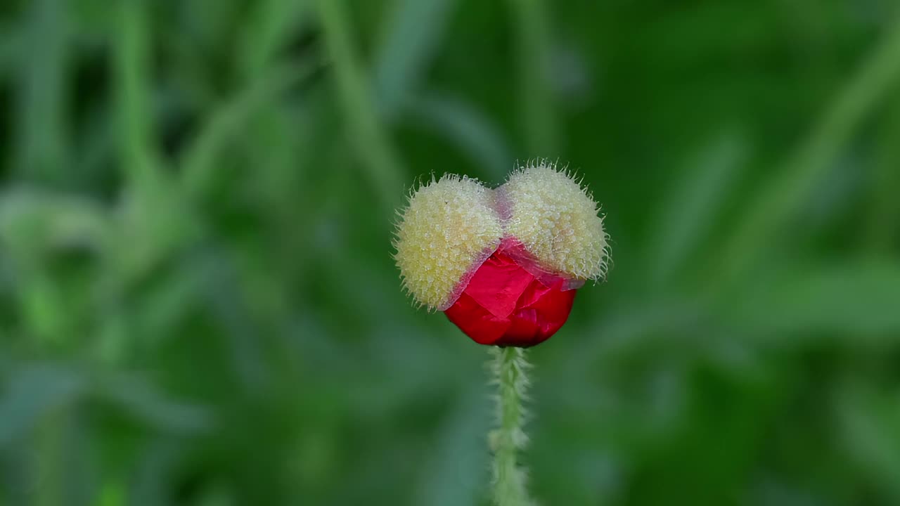 罂粟花绽放的时间流逝视频下载