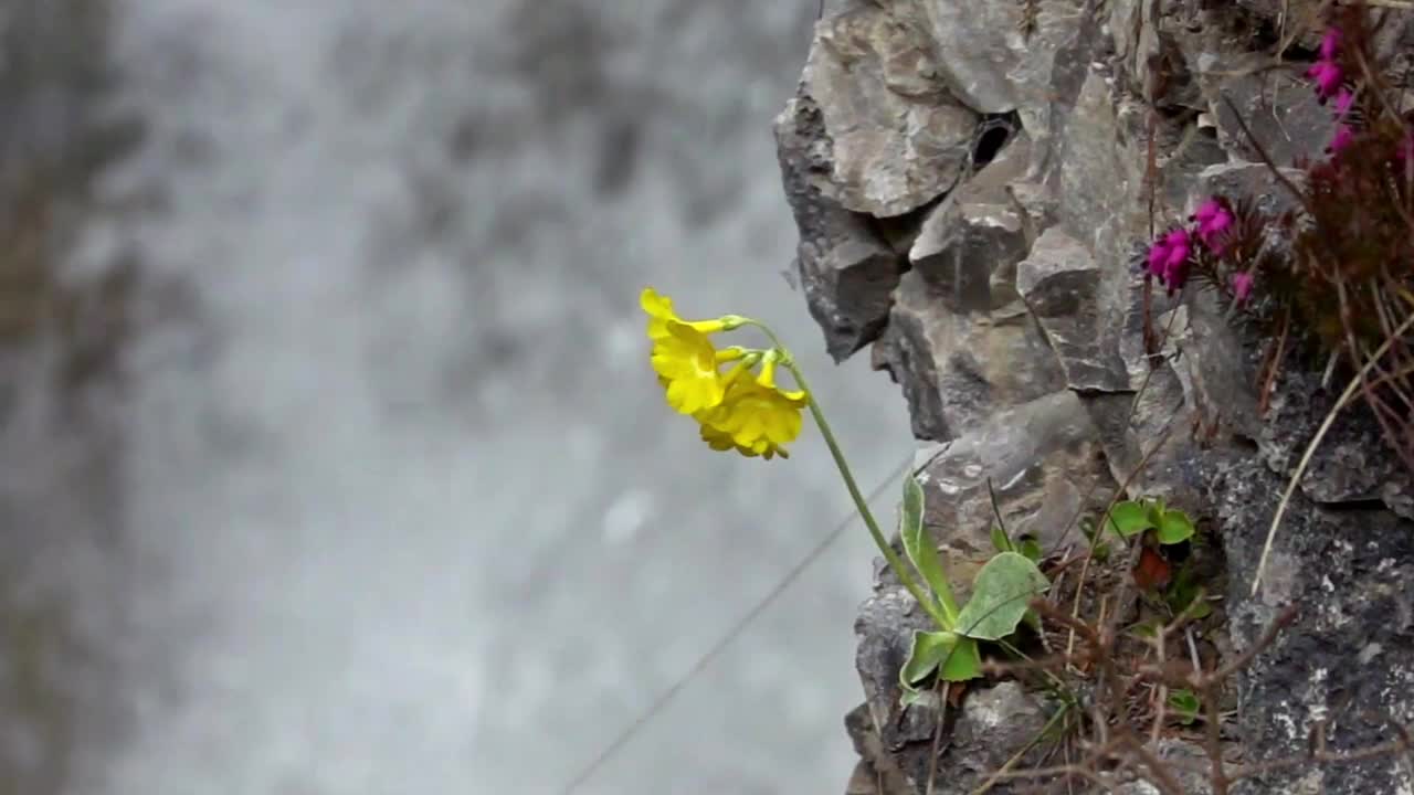 黄色的花被一个强大的瀑布在慢动作视频下载