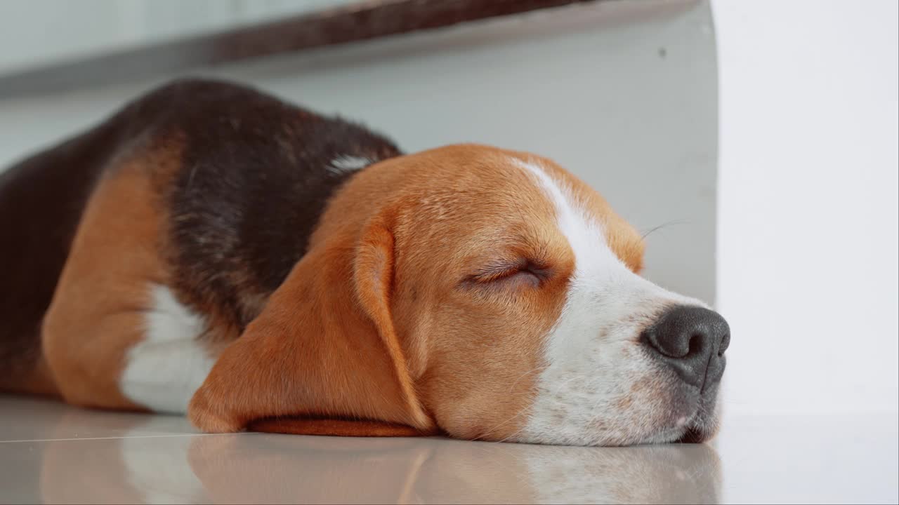 一只可爱的小猎犬小狗睡在房子的地板上。爱狗人士概念视频素材