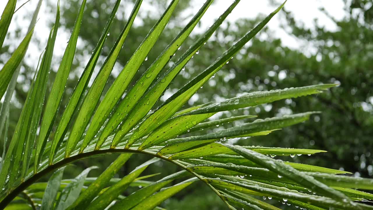 雨滴落在棕榈树的叶子上，自然的慢镜头视频下载