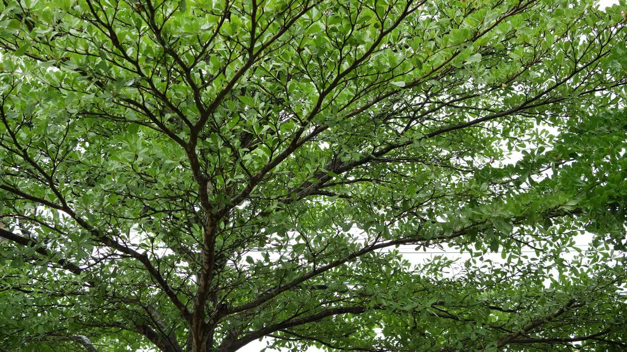 雨滴落在树的叶子上，自然的动景视频下载