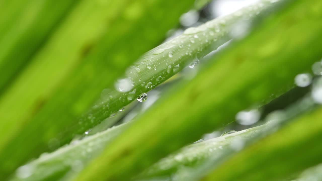 雨滴落在棕榈树的叶子上，自然的动景视频下载