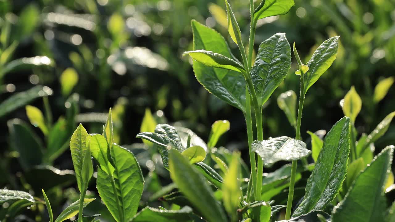 春天山上的绿茶树视频下载